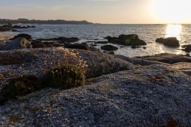 Okyanus kıyısındaki bir kayanın üzerinde küçük bir bitki büyüyor. Kaya büyüktür ve okyanus sakindir.