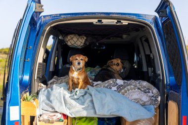 Mavi bir minibüste iki köpek bir yatakta oturuyor. Minibüs bir tarlaya park edilmiş.