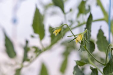 Kahverengi saplı sarı bir domates çiçeği. Çiçek yeşil yapraklarla çevrilidir. Çiçek görüntünün odak noktasıdır.