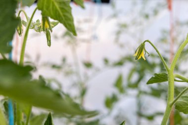 Kahverengi saplı sarı bir domates çiçeği. Çiçek yeşil yapraklarla çevrilidir. Çiçek görüntünün odak noktasıdır.