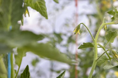 Kahverengi saplı sarı bir domates çiçeği. Çiçek yeşil yapraklarla çevrilidir. Çiçek görüntünün odak noktasıdır.