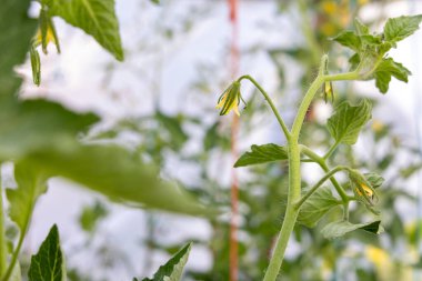 Kahverengi saplı sarı bir domates çiçeği. Çiçek yeşil yapraklarla çevrilidir. Çiçek görüntünün odak noktasıdır.