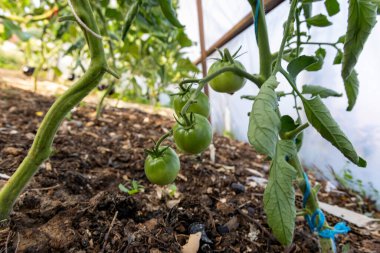 Bitkiden sarkan bir avuç yeşil domates. Fabrika bir serada. Domatesler olgunlaşmamış..
