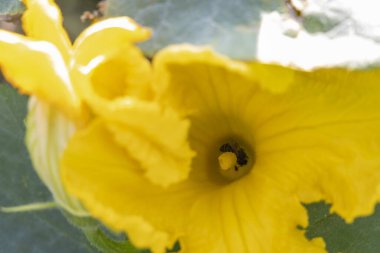 İçinde arı olan sarı bir balkabağı çiçeği..