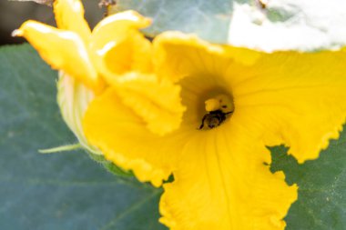 İçinde arı olan sarı bir balkabağı çiçeği..
