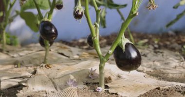 Bir bitkinin üzerinde bir grup siyah patlıcan yetişiyor. Bitki toprakla çevrili ve patlıcanlar kökünden sarkıyor.