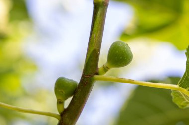 Yeşil yapraklı ve küçük yeşil meyveli bir incir ağacı dalı. Meyveler bir araya toplanır ve dalın tepesinden görülebilirler.