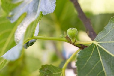 Yeşil yapraklı ve küçük yeşil meyveli bir incir ağacı dalı. Meyveler bir araya toplanır ve dalın tepesinden görülebilirler.