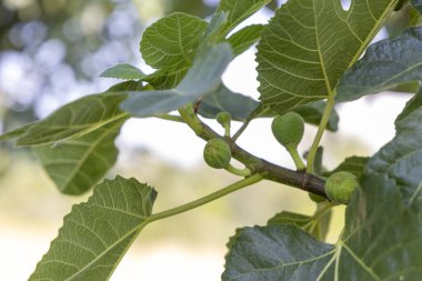Yeşil yapraklı ve küçük yeşil meyveli bir incir ağacı dalı. Meyveler bir araya toplanır ve dalın tepesinden görülebilirler.