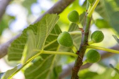 Yeşil yapraklı ve küçük yeşil meyveli bir incir ağacı dalı. Meyveler bir araya toplanır ve dalın tepesinden görülebilirler.
