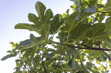 Yeşil yapraklı ve küçük yeşil meyveli bir incir ağacı dalı. Meyveler bir araya toplanır ve dalın tepesinden görülebilirler.