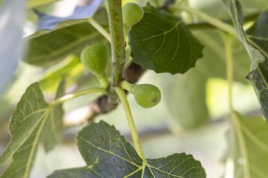 Yeşil yapraklı ve küçük yeşil meyveli bir incir ağacı dalı. Meyveler bir araya toplanır ve dalın tepesinden görülebilirler.