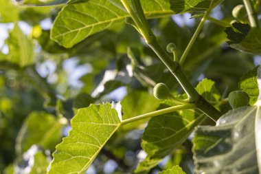 Yeşil yapraklı ve küçük yeşil meyveli bir incir ağacı dalı. Meyveler bir araya toplanır ve dalın tepesinden görülebilirler.
