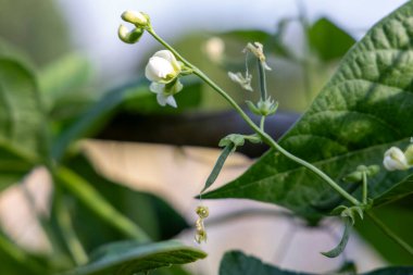 Birkaç yaprak ve çiçekli yeşil fasulye. Çiçek beyazdır ve bitki bir tarlada yetişir.