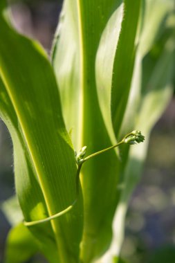 Üzerinde yeşil fasulye yaprağı olan bir mısır sapı. Yaprak yeşil ve bir gövdesi var.
