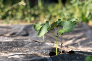 Plastik bir kabın içinde küçük bir fasulye bitkisi büyüyor. Konteynır siyah ve bitki yeşil.
