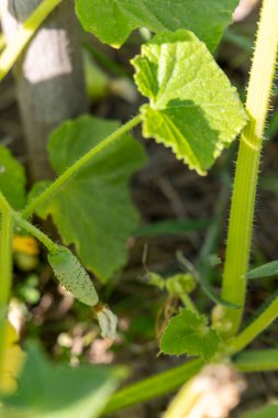 Üzerinde salatalık yetişen bir salatalık. Salatalık yeşildir ve birkaç kahverengi lekesi vardır.