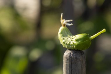 Tahta bir direğin üzerinde yeşil bir salatalık oturuyor. Salatalık küçük ve üzerinde birkaç tümsek var.