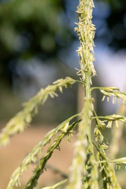 Yeşil yapraklı ve sarı çiçekli uzun bir mısır sapı. Sapı arka planda mavi gökyüzü olan bir tarlada.