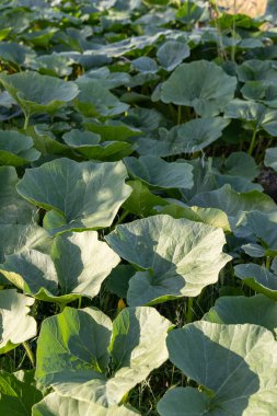 Kabak yapraklarından yemyeşil bir tarla ve etrafa saçılmış sarı yapraklar. Yapraklar bir tarlada ve çok yeşiller, canlı ve sağlıklı bir atmosfer yaratıyorlar.
