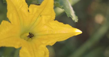 Ortasında arı olan sarı bir kabak çiçeği. Çiçek yeşil yapraklarla çevrilidir.
