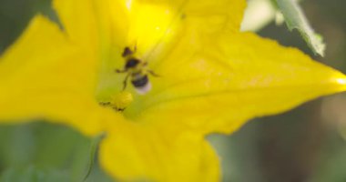 Ortasında arı olan sarı bir kabak çiçeği. Çiçek yeşil yapraklarla çevrilidir.