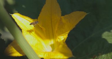 Ortasında arı olan sarı bir kabak çiçeği. Çiçek yeşil yapraklarla çevrilidir.