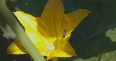 Ortasında arı olan sarı bir kabak çiçeği. Çiçek yeşil yapraklarla çevrilidir.