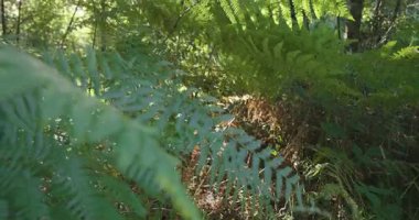 Bir grup mor patlıcanla bir tarlada duran bir insan görüntüsü. Yeşil ayakkabı giyiyor ve patlıcanlara bakıyor.