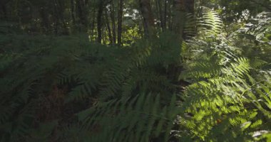 Bir grup mor patlıcanla bir tarlada duran bir insan görüntüsü. Yeşil ayakkabı giyiyor ve patlıcanlara bakıyor.