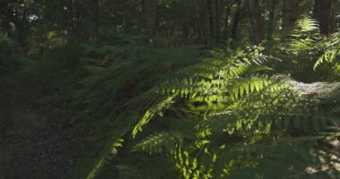 Bir grup mor patlıcanla bir tarlada duran bir insan görüntüsü. Yeşil ayakkabı giyiyor ve patlıcanlara bakıyor.