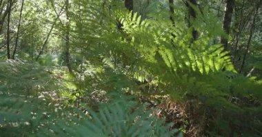 Bir grup mor patlıcanla bir tarlada duran bir insan görüntüsü. Yeşil ayakkabı giyiyor ve patlıcanlara bakıyor.