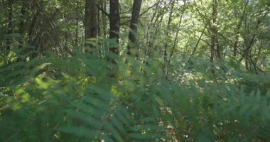 Bir grup mor patlıcanla bir tarlada duran bir insan görüntüsü. Yeşil ayakkabı giyiyor ve patlıcanlara bakıyor.