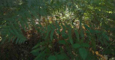 Bir grup mor patlıcanla bir tarlada duran bir insan görüntüsü. Yeşil ayakkabı giyiyor ve patlıcanlara bakıyor.