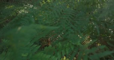 Bir grup mor patlıcanla bir tarlada duran bir insan görüntüsü. Yeşil ayakkabı giyiyor ve patlıcanlara bakıyor.