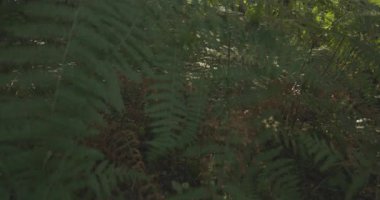 Bir grup mor patlıcanla bir tarlada duran bir insan görüntüsü. Yeşil ayakkabı giyiyor ve patlıcanlara bakıyor.