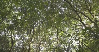 Bir grup mor patlıcanla bir tarlada duran bir insan görüntüsü. Yeşil ayakkabı giyiyor ve patlıcanlara bakıyor.