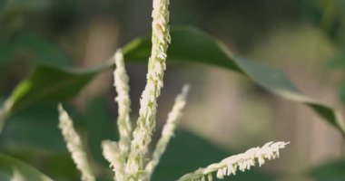 Uzun, beyaz saplı ve yeşil yapraklı bir mısır bitkisi. Sapı küçük, beyaz çiçeklerle kaplı ve bir araya toplanmış. Yapraklar yeşil ve sağlıklı ve iyi beslenmiş görünüyor.