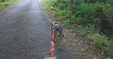 Bir köpek yolda tasmayla yürüyordu. Tasması kırmızı, köpeği siyah.