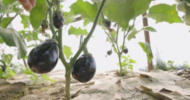 Mor patlıcanla dolu siyah plastik bir kap. Patlıcanlar üst üste yığılmış.