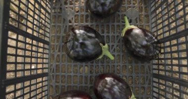 Mor patlıcanla dolu siyah plastik bir kap. Patlıcanlar üst üste yığılmış.