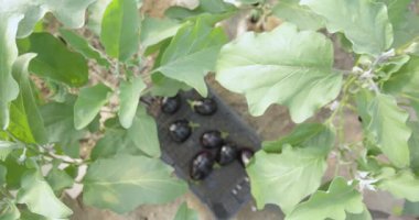 Mor patlıcanla dolu siyah plastik bir kap. Patlıcanlar üst üste yığılmış.