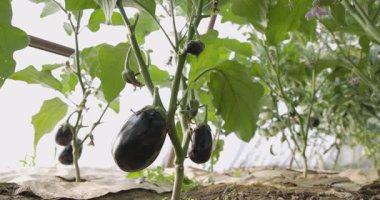 Mor patlıcanla dolu siyah plastik bir kap. Patlıcanlar üst üste yığılmış.