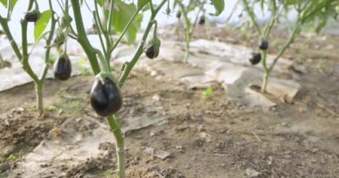 Mor patlıcanla dolu siyah plastik bir kap. Patlıcanlar üst üste yığılmış.