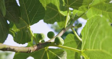 Yeşil yapraklı ve küçük yeşil meyveli bir incir ağacı dalı. (Bunların) kimi birbirine benzer, kimi benzemez.