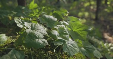 Bir grup yeşil yaprak ormandaki yosunlu bir kayanın üzerinde. Yapraklar yeşil ve yosunlar da yeşil.