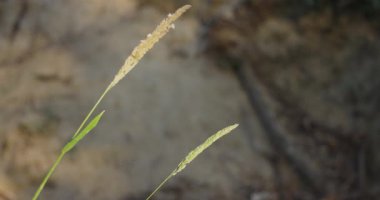Kahverengi saplı uzun yeşil bir bitki. Bitki sağa doğru eğiliyor. Arkaplan koyu kahverengi renktedir.