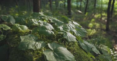 Bir grup yeşil yaprak ormandaki yosunlu bir kayanın üzerinde. Yapraklar yeşil ve yosunlar da yeşil.