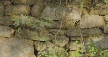Üzerinde yeşil bitkiler büyüyen büyük kayalardan yapılmış bir duvar. Bitkiler küçük ve çeşitli yönlerde büyüyorlar. Bazıları duvarda büyüyor.