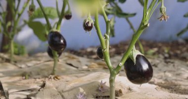 Bir bitkinin üzerinde bir grup siyah patlıcan yetişiyor. Bitki toprakla çevrili ve patlıcanlar kökünden sarkıyor.